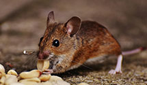 24 Hour & Emergency Exterminators in Matoaca, VA